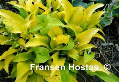 Hosta Surfing Mouse